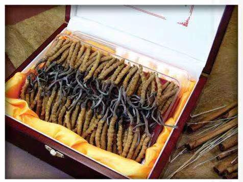 新疆冬虫夏草回收